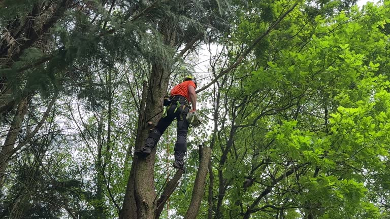 Best Storm Damage Tree Cleanup  in North Massapequa, NY